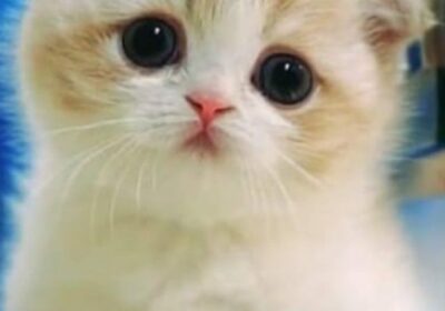 aff424fe7ddc29ee9b8ceba32a083944